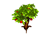 apfelbaum1